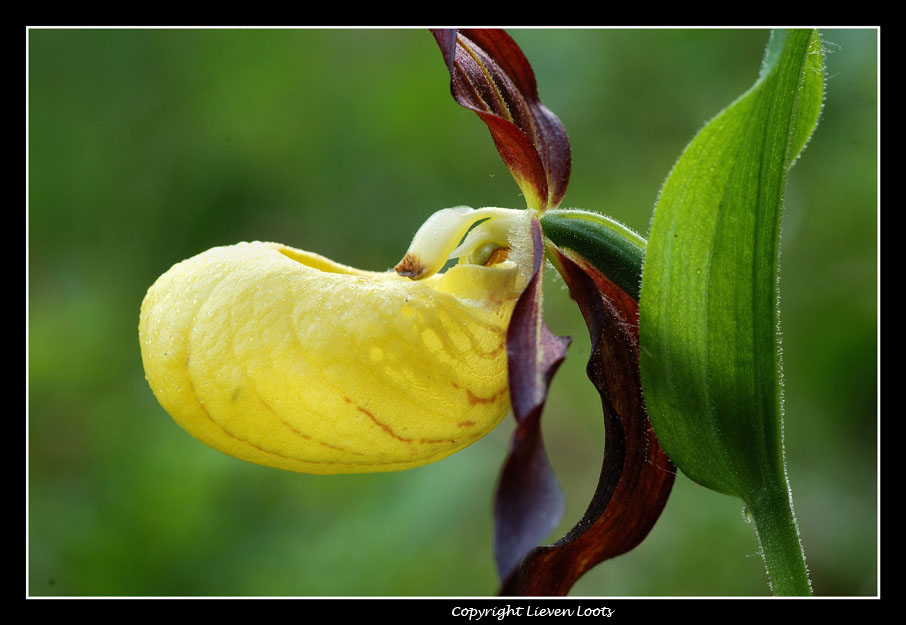 alcune foto di Cypripedium calceolus (Scarpetta di Venere)